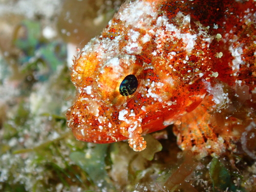 Coral Scorpionfish (Scorpaena albifimbria) — Scorpaenidae — 3