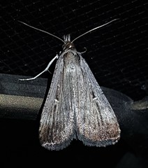 Tathorhynchus fallax