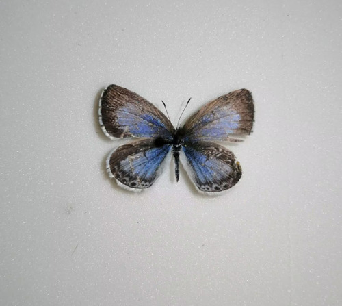 Holly Blue
