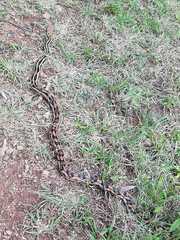 Pituophis lineaticollis