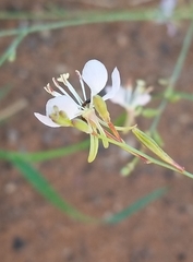 Oenothera sinuosa