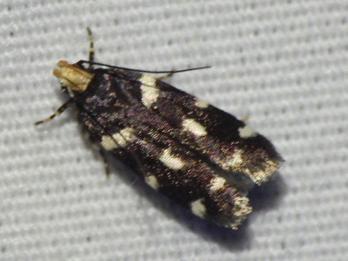 Fascista quinella photo 3