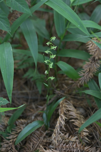 Platanthera minor iNat (2)