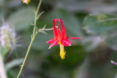 western columbine