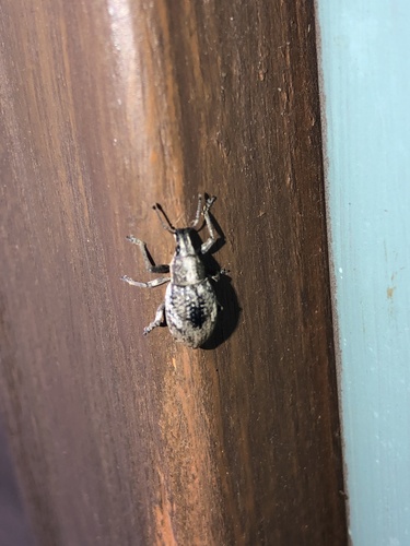 Imbricated Snout Beetle photo 3