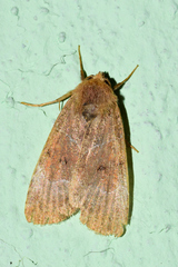 Hampsonodes
