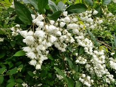 Deutzia gracilis