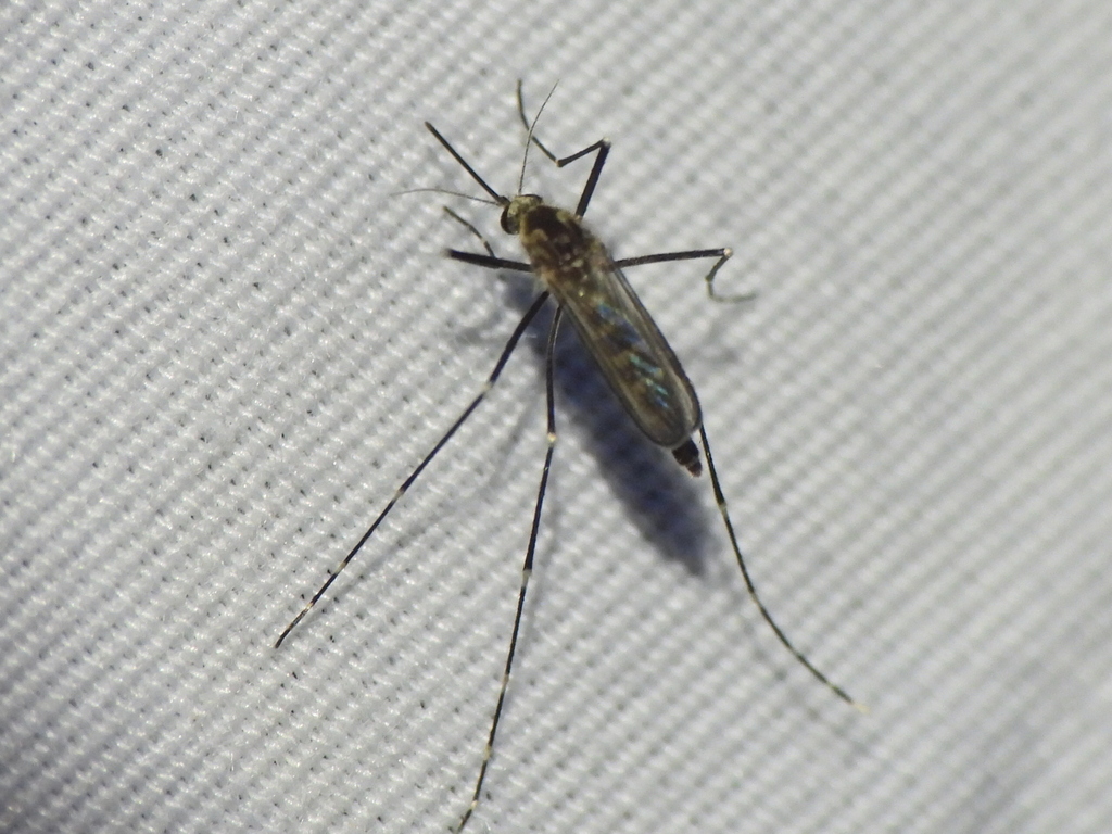 Aedes epactius