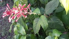 Odontonema