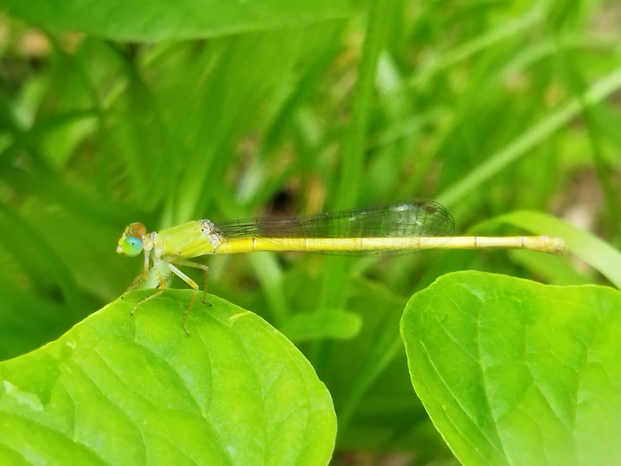 Coromandel Marsh Dart
