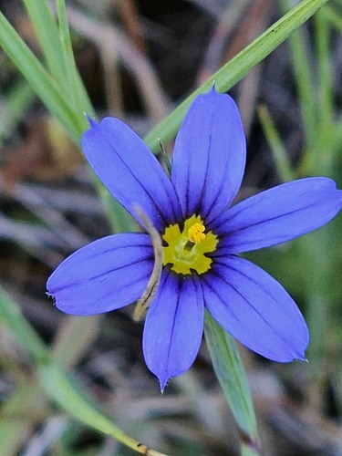 Bermudiana (Sisyrinchium bermudiana)