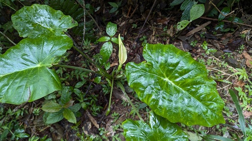 Colocasia menglaensis