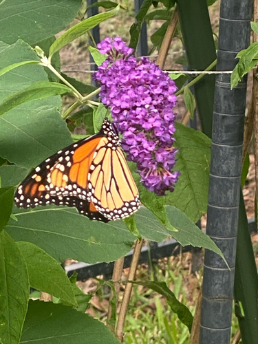 Monarch photographed in South Carolina