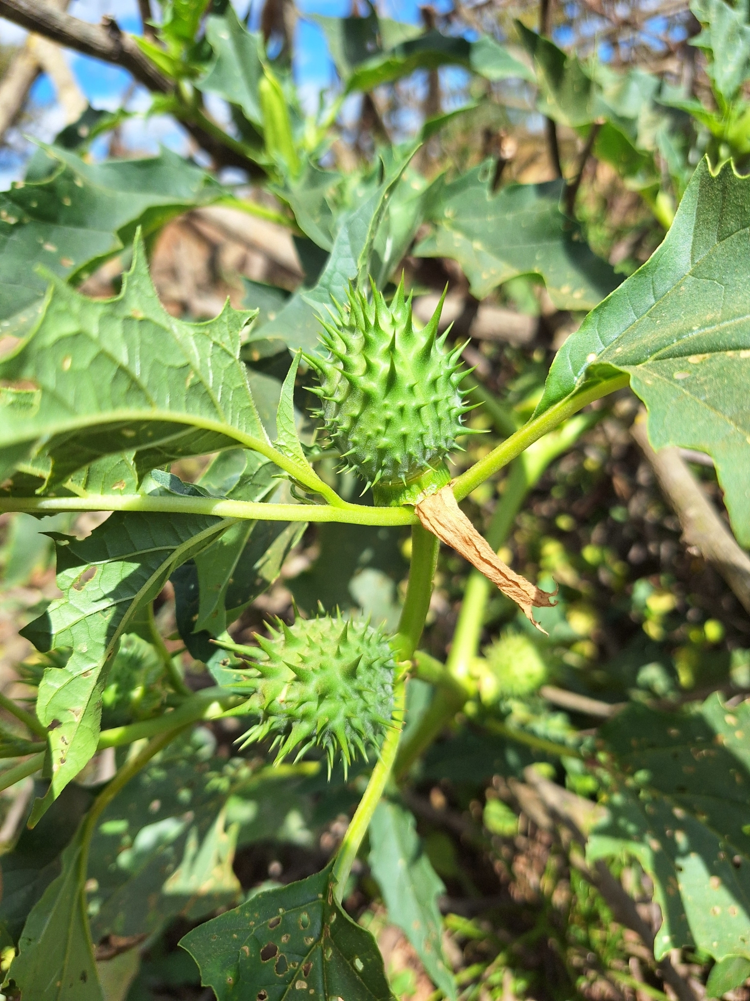 Datura stramonium