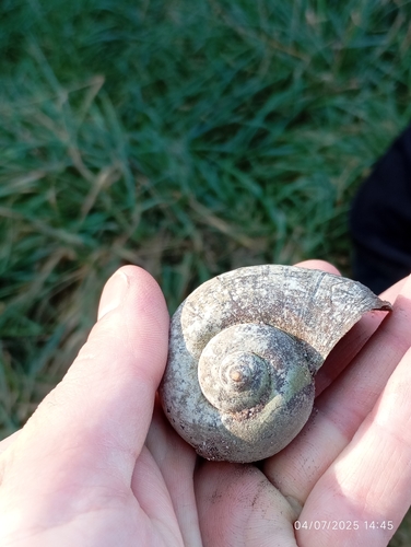 Pomacea canaliculata