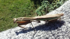 Tenodera sinensis