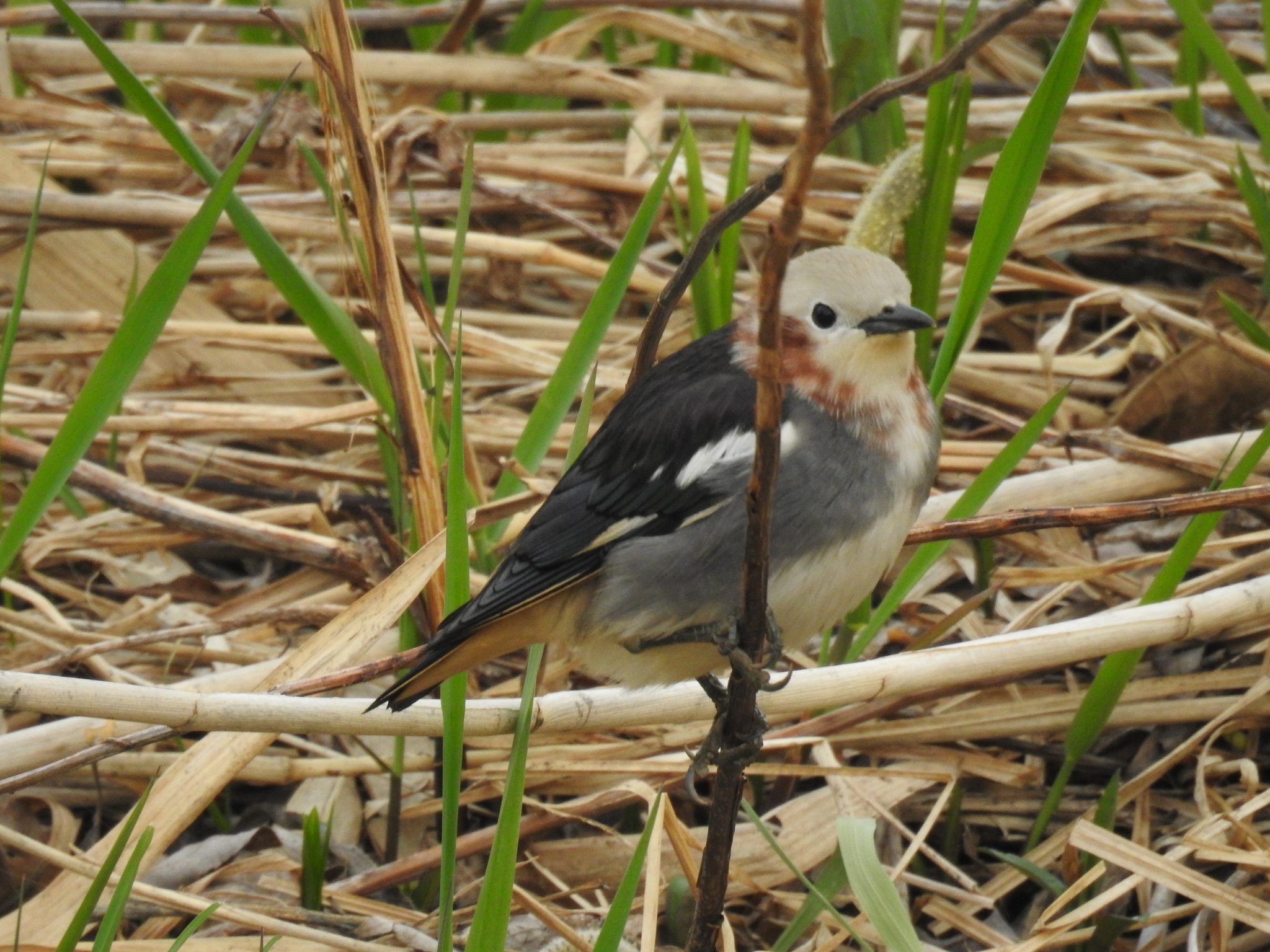 Chestnut-cheeked Starling