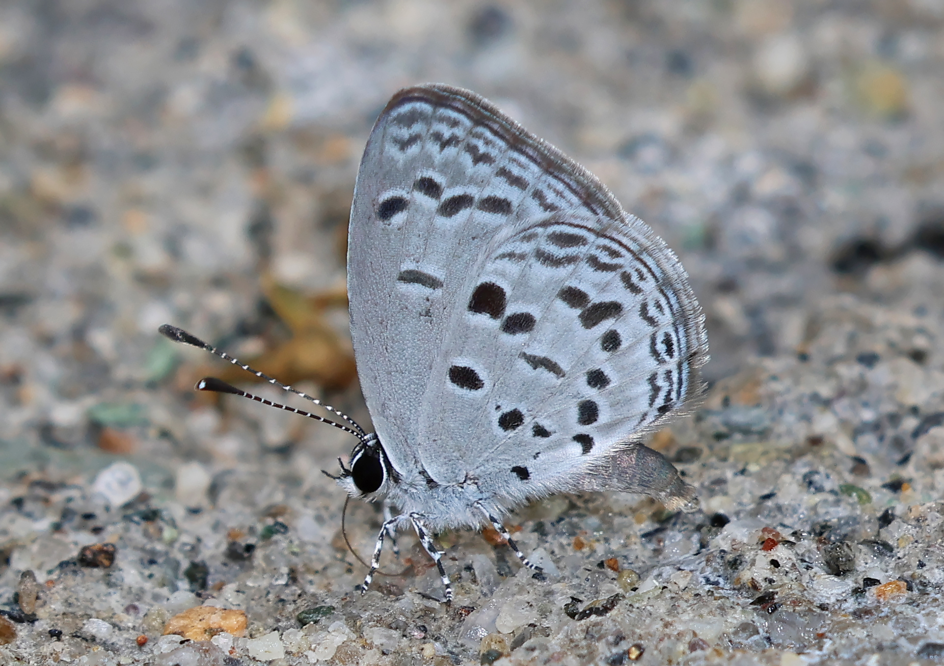 Bicolour Cupid