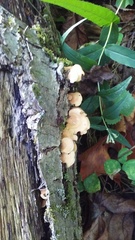 Fungi