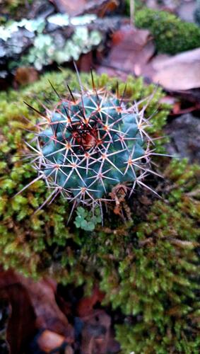Mammillaria wagneriana