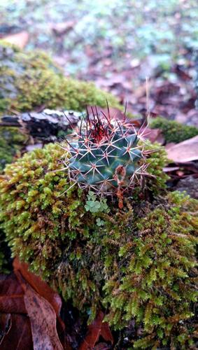 Mammillaria wagneriana