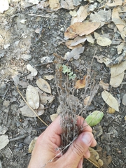 Plantago erecta