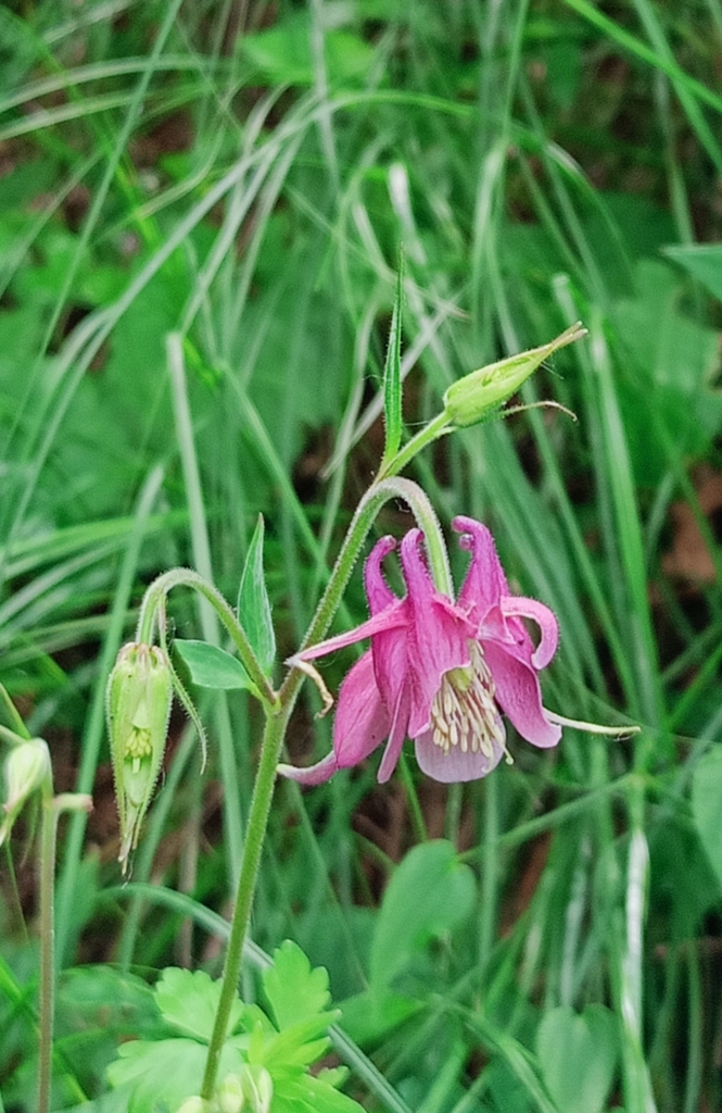 Columbine
