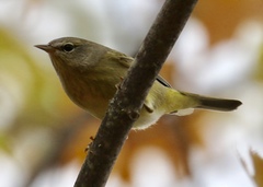 Leiothlypis celata celata