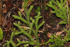 Lycopodiales