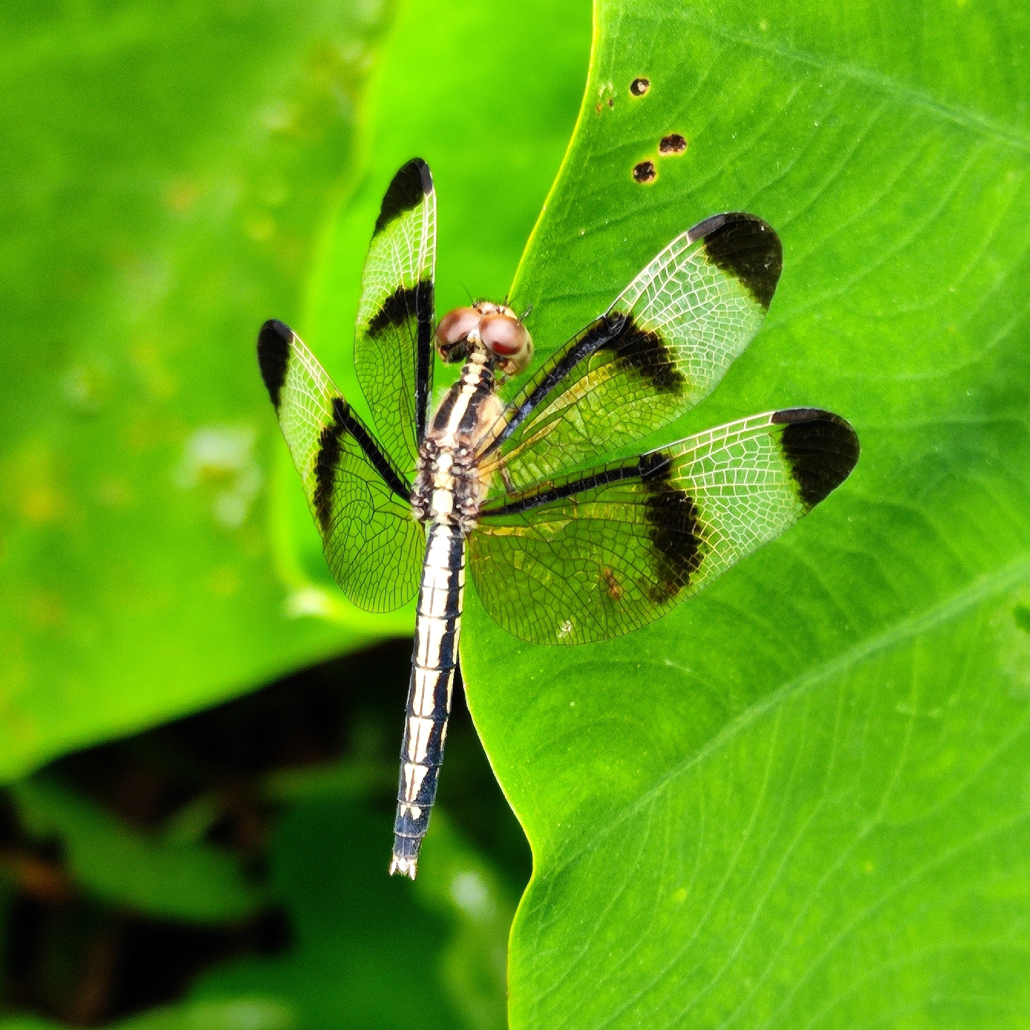 Pied Paddy Skimmer