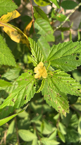 three-lobe false mallow