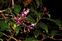 Fuchsia paniculata