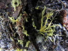 Piloderma