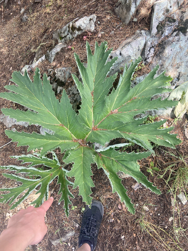 Heracleum leskovii, photograph 1