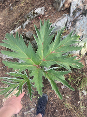 Heracleum leskovii