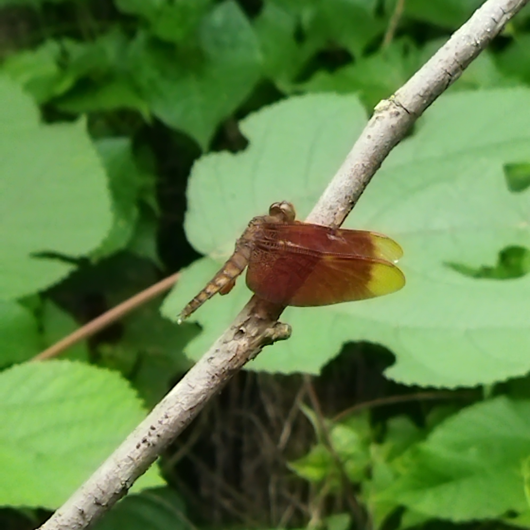 Fulvous Forest Skimmer