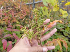 Eriophyes rhoinus