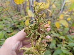 Eriophyes rhoinus
