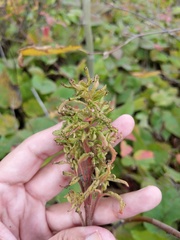 Eriophyes rhoinus