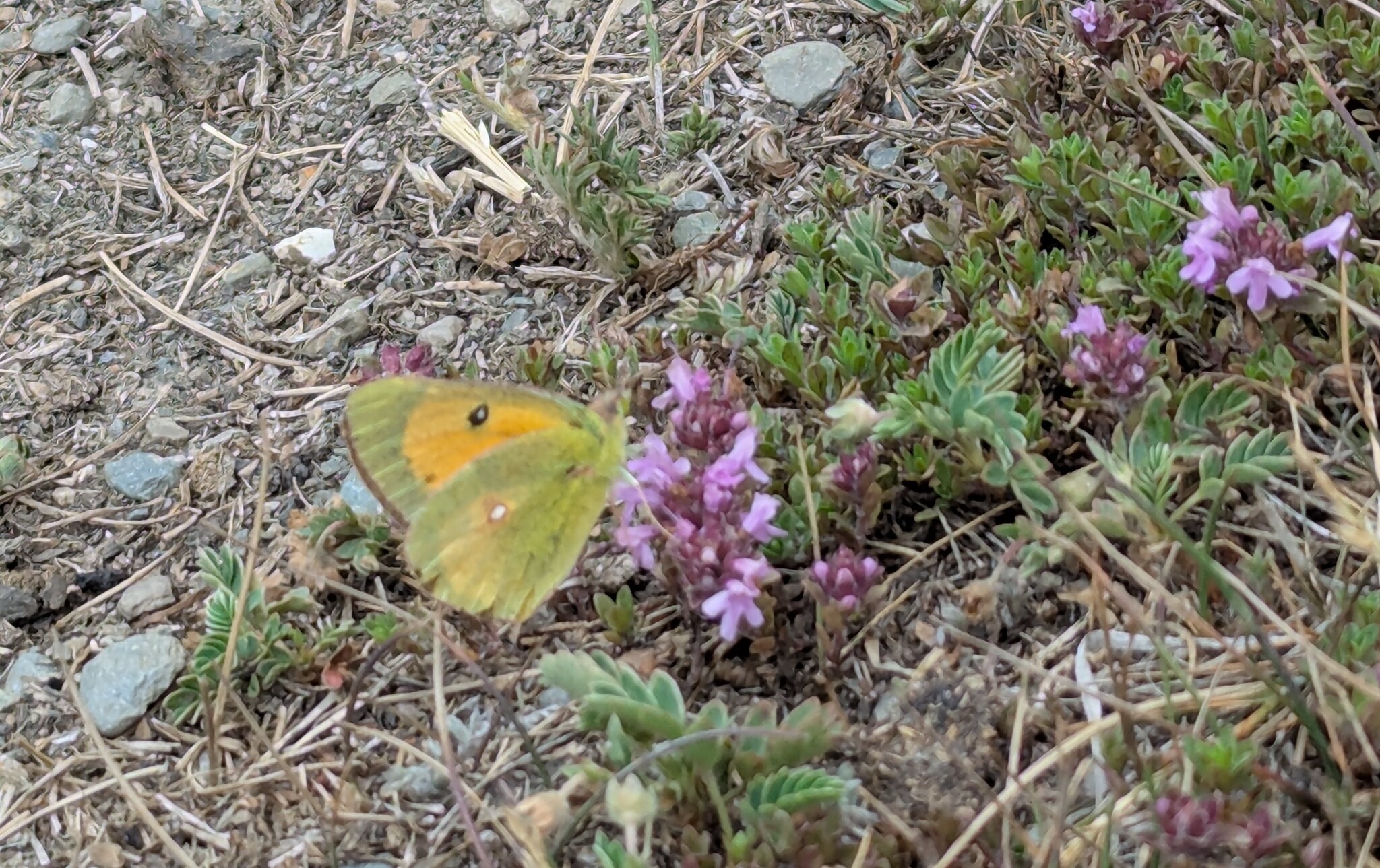 Dark Clouded Yellow