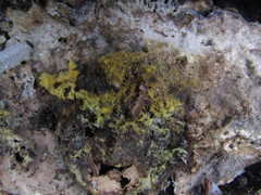 Piloderma