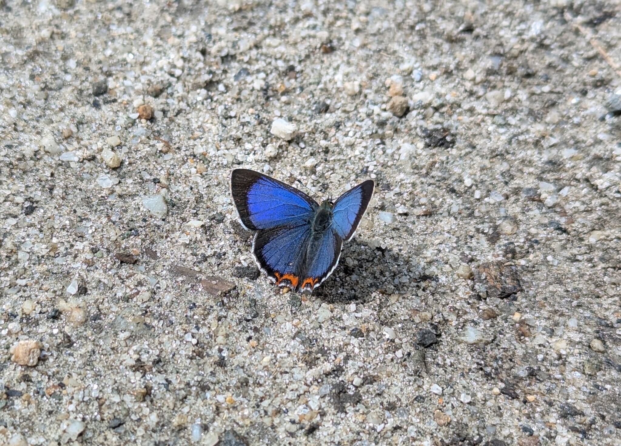Eastern Blue Sapphire