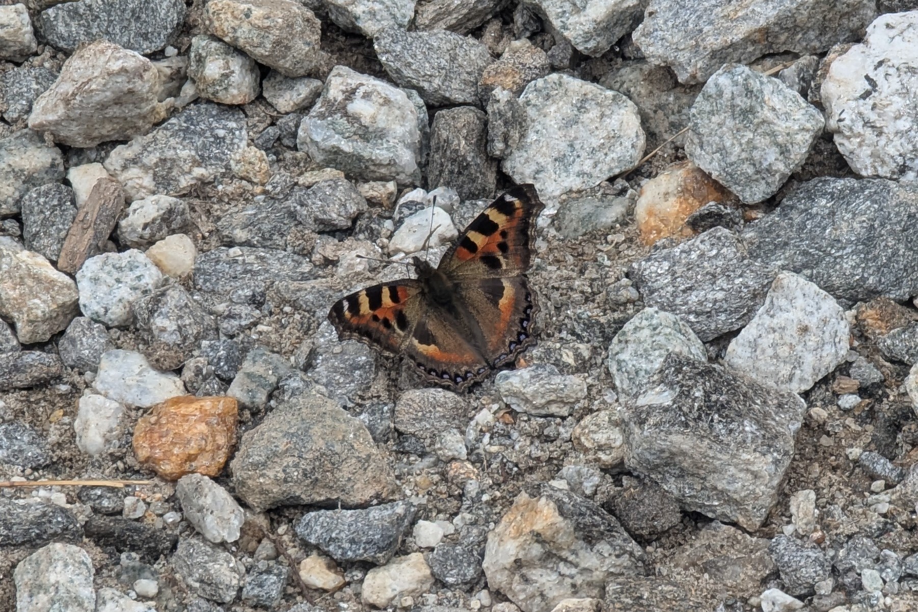 Indian Tortoiseshell