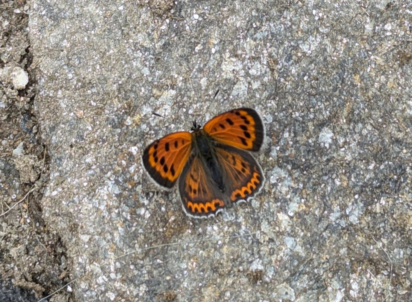 White-Bordered Copper