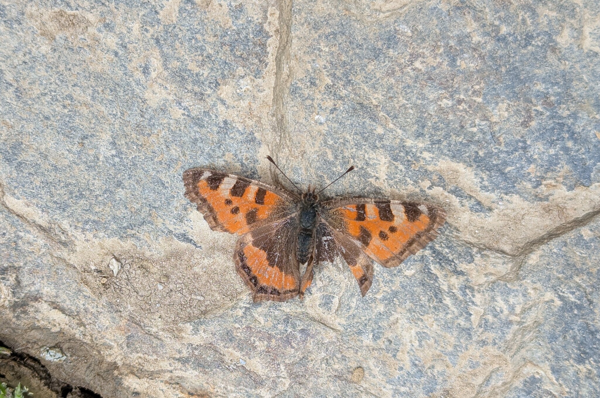 Mountain Tortoiseshell