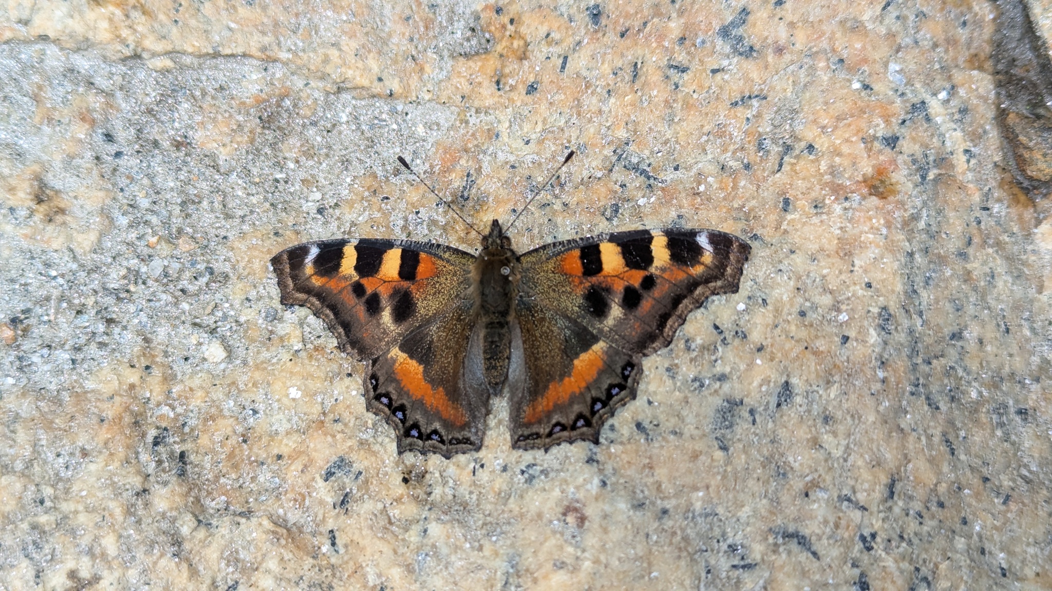 Indian Tortoiseshell