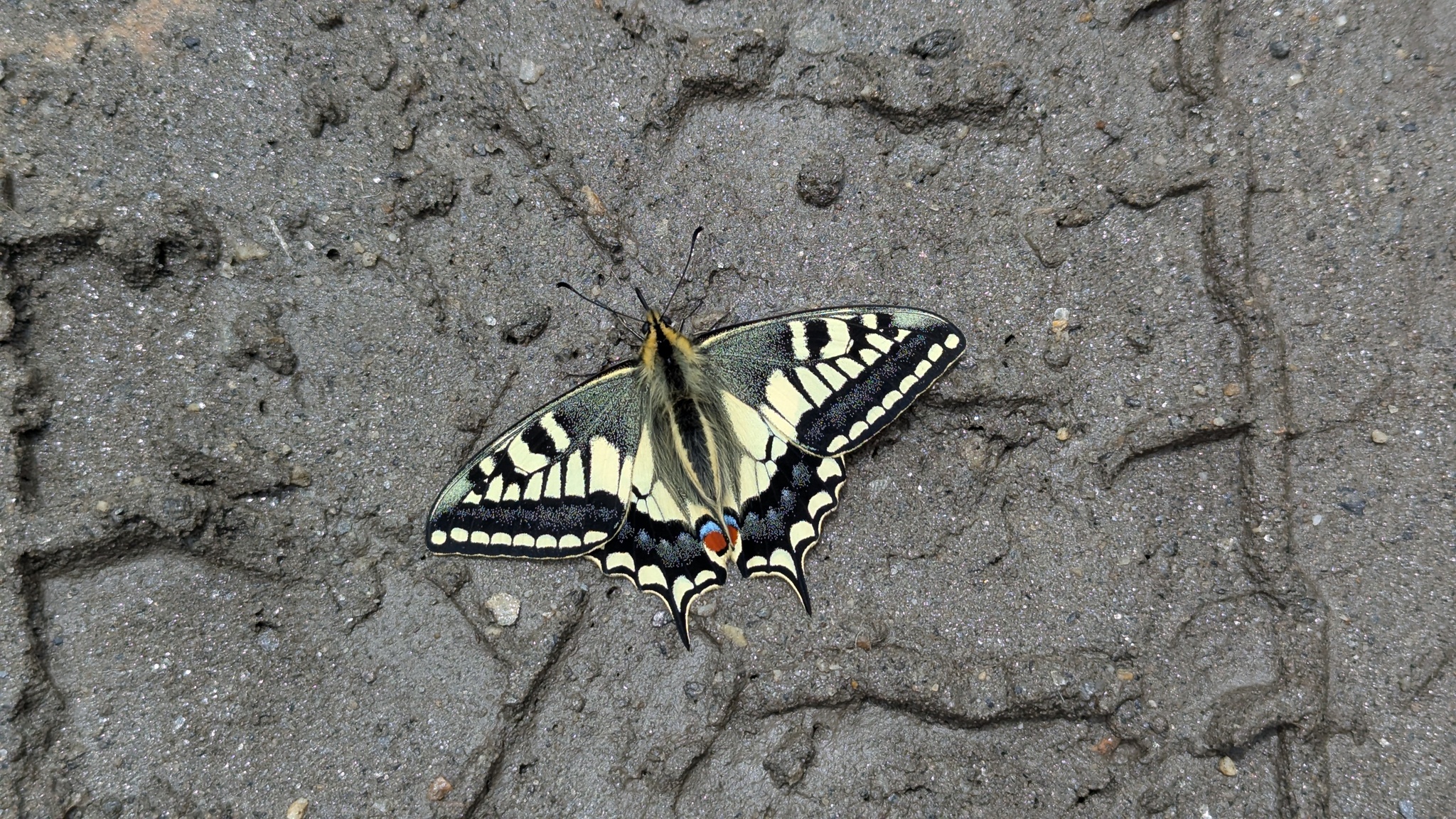 Common Yellow Swallowtail