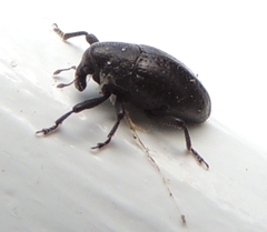 Tyloderma baridium