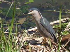 Nycticorax nycticorax