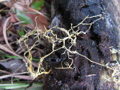 Piloderma